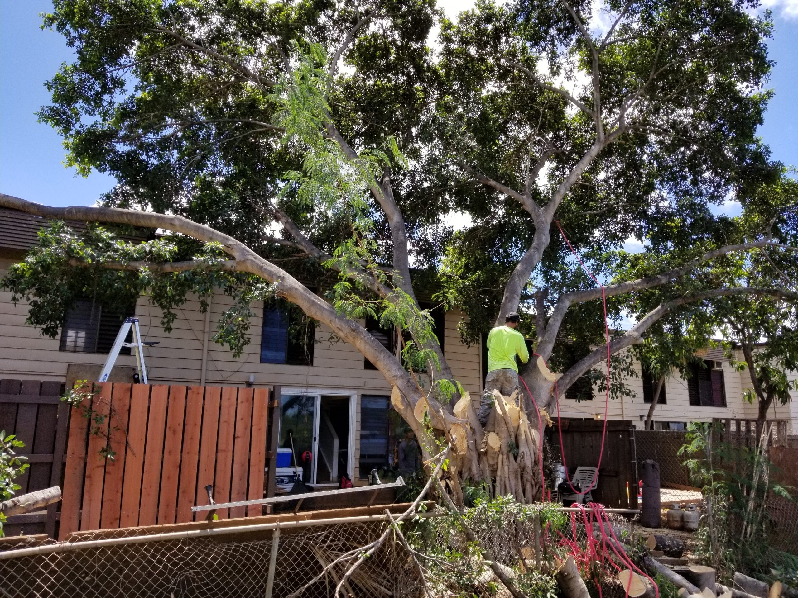 Oahu-Tree-Cutting-scaled.jpg