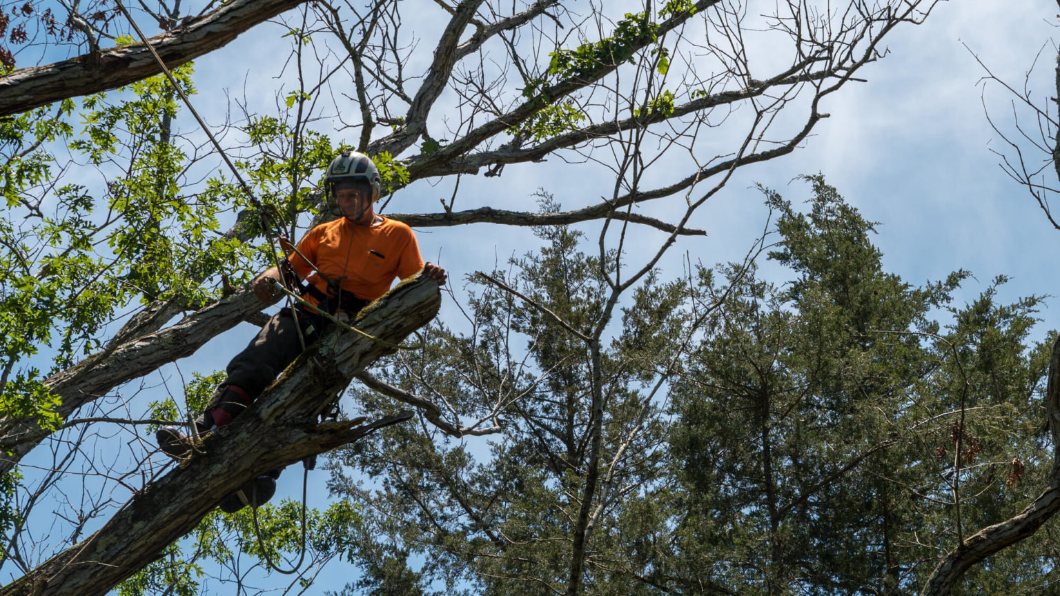 Unearthing the Significant Role of Professional Tree Care Services in